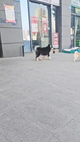 Dogs spotted on sidewalk in Jiulongpo District, China