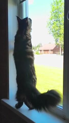A long-haired tabby cat stands on a windowsill, looking out of an open window. The cat is facing away from the camera, with its body in profile. It is looking upwards and slightly to its left. The cat's tail is long and bushy and curls around its body. The cat lifts its right paw and touches the window frame. The cat then lifts its left paw and also touches the window frame. The cat moves its head back and forth, appearing to be watching something outside. The sun is shining, and the sky is blue. There is a green lawn and trees visible outside the window, as well as a house in the background.