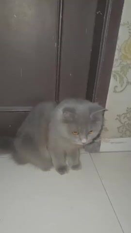 A medium shot captures a gray Persian cat sitting on a tiled floor next to a dark brown door and a wall with floral wallpaper. The cat is looking down and to its right, with its head slightly bowed. The cat then shakes its head and moves its head forward, appearing to sniff the floor. The cat's tail is visible to its left. The lighting is dim.