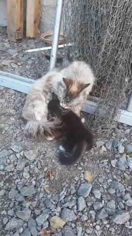 A mother cat, possibly a long-haired calico or tortie mix, nurses three kittens on a gravelly surface. Two of the kittens are black, and one is gray and white. A black and white kitten, possibly a fourth sibling, approaches from the foreground, its head blurred as it enters the frame. The mother cat is positioned slightly to the right of center, with her head down, attending to the kittens. To the left, a partially visible wooden structure stands. Behind the cats, a metal frame supports a loosely hung fishing net. The ground is covered in small stones and scattered dry leaves. The lighting suggests an outdoor setting during daylight hours. The video captures a brief moment of maternal care among the felines.