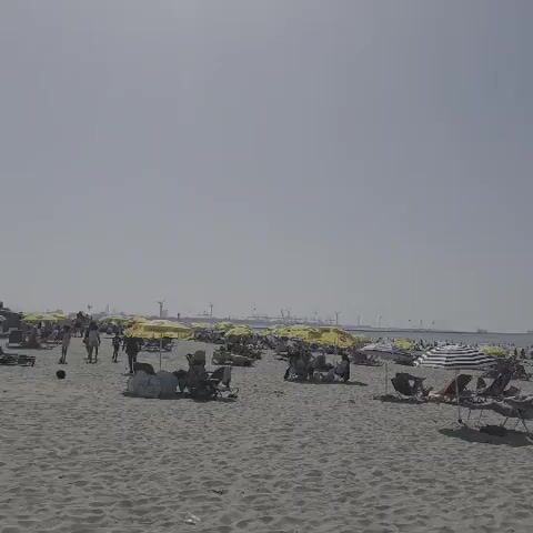 This media file captures a bustling beach scene at the Hook of Holland, Netherlands. The primary subjects are numerous beachgoers enjoying a sunny day. People are scattered across the sandy expanse, many seated in beach chairs or relaxing under colorful umbrellas, predominantly yellow and white striped ones. The ocean is visible in the background, populated by numerous small boats and ships, suggesting a busy maritime area.

The activity taking place is typical of a beach day: sunbathing, socializing, and general leisure. The sky is clear and bright, indicating fair weather and a daytime setting, likely mid-afternoon given the number of people and the intensity of the sunlight. The sandy beach stretches out towards the horizon, where a line of wind turbines is visible, a characteristic feature of the Dutch coastline.

Notable details include the presence of beach umbrellas, lounge chairs, and what appear to be some beach carts or trolleys. In the foreground, a few individuals are walking, with one person in a bikini clearly visible. The overall atmosphere conveyed is one of a popular, lively summer day at the beach. There is no visible text in the media file.