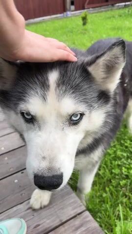 A close-up shot shows a Siberian Husky with striking blue eyes looking directly at the camera. The dog's head is being petted by a person's hand. The dog is standing on a wooden surface, possibly a deck or porch, with green grass visible in the background. The dog appears to be panting with its tongue slightly out.