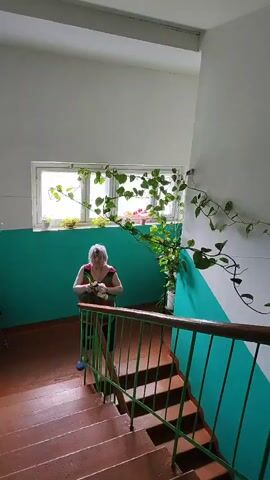 The video captures an elderly woman in an indoor stairwell, likely within an apartment building in Smidovich, Russia. The walls are painted white on the upper section and a vibrant teal/turquoise on the lower half, with a white diagonal stripe accent on the right-hand wall. A wide, horizontal window is centered in the background, featuring multiple small potted plants on its sill. A larger potted plant with long, climbing vines is positioned to the right of the window, its foliage sprawling up the wall.

The woman, with short, light-colored hair, is standing on a landing between two flights of reddish-brown stairs. She wears a short-sleeved top with a dark background and a colorful pattern of red, yellow, and green shapes, paired with dark shorts. In her hands, she holds a bundle of fresh green items, possibly herbs or vegetables, and appears to be examining or preparing them. A green metal handrail with a wooden top runs along the side of the stairs. The space is well-lit, indicating it is daytime. The woman seems calm and focused on her activity. No visible text is present in the scene.