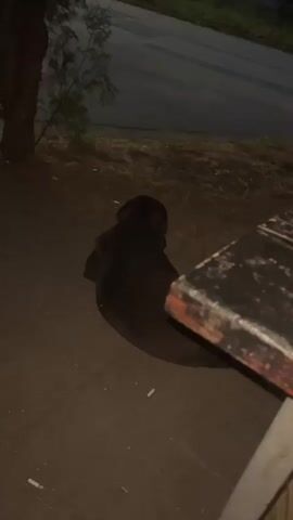 A dark brown dog sits on a tiled floor outside at night. A person holds a phone in the bottom left. A wooden bench is visible on the right. A road is in the background.