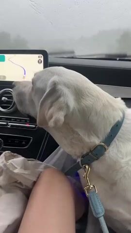 The video shows a white Labrador Retriever in the passenger seat of a car. The dog is wearing a light blue collar with a gold clasp and leash. In the background, a navigation screen displays a route. The car's windshield wipers are visible and streaks of water suggest it is raining. The overall mood appears to be one of a road trip on a cloudy or rainy day. The camera appears to be mounted inside the car, looking at the dog and the dashboard. The dashboard has a modern design with air vents and buttons. The dog is panting with its tongue out, possibly from excitement or the temperature inside the car. A person's legs are visible in the foreground. The time of day is not explicitly stated, but the lighting suggests it is daytime. The weather is clearly rainy. The location cues are limited to the car's interior and the navigation screen.
