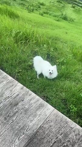 A small white Pomeranian dog is on a grassy hillside, turning its body in a circle and sniffing the ground. The dog has a pink harness on. In the foreground, a wooden plank is visible. The background consists of green grass and trees on a hill.