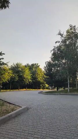 The video shows a low-angle, stationary shot of a park or wooded area. The foreground is dominated by a gray, paved walkway or road made of rectangular stones. To the left of the walkway, there is a small patch of dry grass and a gray concrete curb. Beyond the walkway, on the left side of the frame, are several trees with bright green foliage, illuminated by the sun. In the center and to the right, there are taller trees, including a prominent birch tree with white bark. The sky above is a clear, pale blue, indicating it is daytime, likely morning or late afternoon due to the soft lighting. There are no people or animals visible in the video. The overall impression is a serene and natural outdoor setting.