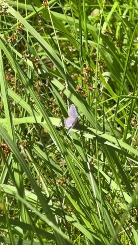 The video shows a close-up of a small, pale blue butterfly perched on a blade of green grass. The butterfly's wings are slightly open, revealing a delicate, iridescent sheen. The background is a blur of green foliage, suggesting a natural outdoor setting. The lighting is bright, indicating it is daytime.