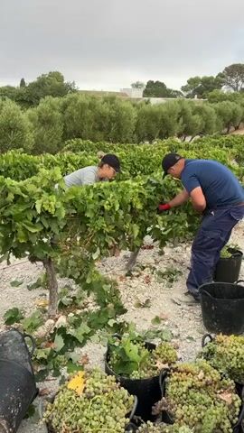 Two people are harvesting grapes in a vineyard. One person, wearing a grey shirt and a black cap, is leaning over to pick grapes from a vine. The other person, wearing a blue shirt, dark pants, and a black cap, is also picking grapes from a vine. Several black buckets filled with harvested grapes are visible on the ground. The vineyard appears to be on a hillside with rows of grapevines and olive trees in the background. The sky is overcast.
