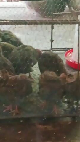 A group of juvenile brown birds are crammed into a cage made of chicken wire. The birds are bunched together, with several standing in the foreground of the frame. A small red water feeder is visible in the bottom left corner of the cage. The floor of the cage is dark and appears to be covered in straw or wood shavings. The background is blurry, but appears to be an outdoor or agricultural setting.