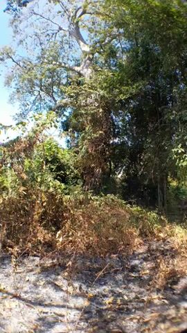 A video captures a static, eye-level view of a wooded area. A tall, light-colored tree dominates the center of the frame, its branches reaching towards a bright sky. Vines and other vegetation are wrapped around the trunk and extend into the surrounding foliage, which is a mix of lush green and dry brown. The ground in the foreground appears to be rough and rocky, with scattered dry leaves and debris. The lighting suggests it is daytime, possibly with direct sunlight filtering through the leaves, creating dappled shadows. There are no people or animals visible in the frame.