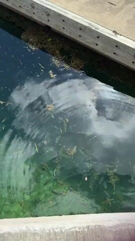A high-angle shot shows a body of water, likely a canal or harbor, with a wooden dock and a concrete edge visible in the foreground and upper right. The water is clear and greenish, with a sandy or rocky bottom visible in shallower areas. A significant amount of debris, including seaweed and small pieces of organic matter, floats on the surface and is suspended in the water. Numerous small fish are swimming in the water, and several larger, darker shapes that appear to be sharks are also visible. The reflection of clouds is prominent on the water's surface.
