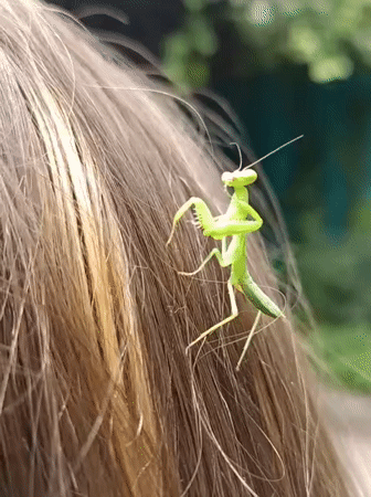 Tiny praying mantis explores hair in an Almaty park