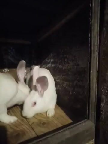 The video shows two white rabbits in a cage with a wooden floor. The cage appears to be dark, with some lighting coming from the top. The rabbits are close to each other, with one rabbit slightly behind the other. Both rabbits have red eyes and long ears. The rabbit in the front is looking towards the camera, while the rabbit in the back is facing away from the camera. The rabbits are still for the most part, with some slight movements of their ears and heads. The video is filmed from a slightly elevated angle, looking down into the cage.