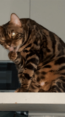 Bengal cat grooming and resting captured in Ulyanovsk home