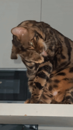 Bengal cat grooming and resting captured in Ulyanovsk home