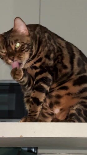 Bengal cat grooming and resting captured in Ulyanovsk home