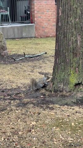The scene depicts a gray squirrel at the base of a tree. The squirrel is partially obscured by the tree trunk. The ground around the tree is a mixture of dirt, dead grass, and scattered debris such as twigs and what appears to be food. The tree's bark is rough and textured, with some green moss or lichen visible on the lower portion. In the background, there is a brick building with a gray cement base. A black metal fence and a hint of a red object can be seen in the background on the left. The overall impression is of a residential area or park. The lighting suggests it is an overcast day.