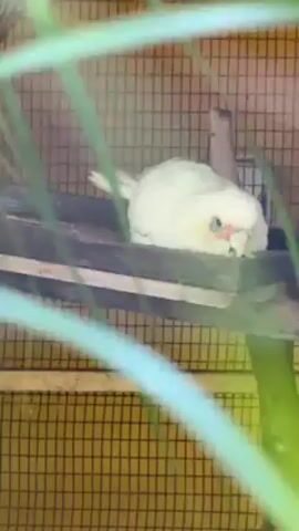 A white cockatoo with a pale pink face rests on a wooden perch in a cage. The cage is made of gold-colored wire mesh. Green foliage partially obscures the view.