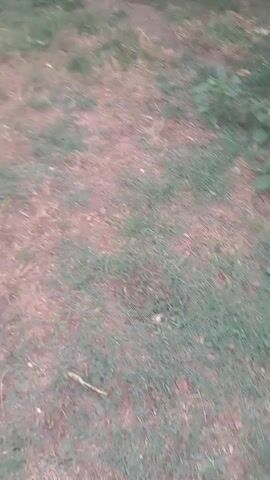 The video begins showing a patch of grass with a blurred background. A black dog appears in the center of the frame, looking directly at the camera. Then, the dog jumps and catches a pink frisbee. The dog then runs off screen. The video ends showing a patch of grass.