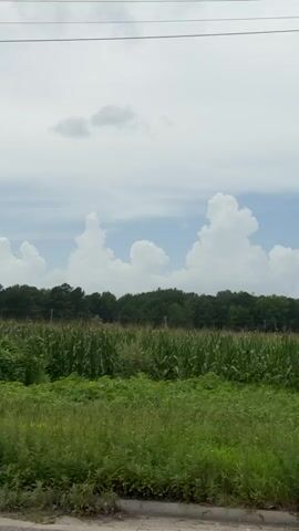 A stationary shot captures a rural landscape under a cloudy sky. In the foreground, the left side of the frame is dominated by a utility pole. To the right of the pole, a field of green corn stalks stretches across the middle ground, bordered by trees in the background. The sky above is filled with scattered white clouds. The right side of the frame briefly shows the rear portion of a white vehicle passing by.