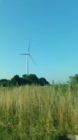 The video shows a view from a moving vehicle, looking out at a rural landscape under a clear blue sky. In the distance, a white wind turbine stands tall amongst a cluster of green trees. In the foreground, tall, dry grass sways gently, suggesting a windy day. As the video progresses, trees appear closer to the vehicle, partially obscuring the view of the wind turbine, but the bright blue sky remains consistent. The scene depicts a tranquil, natural environment with a clear focus on the wind turbine as a point of interest.