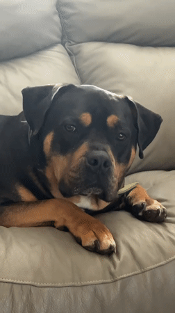 Rottweiler lounges on grey leather couch, tilting head at camera.