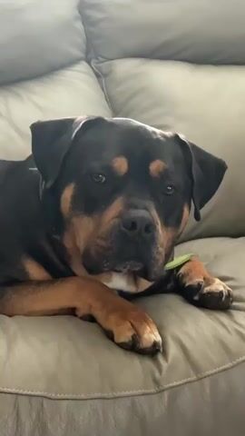 A Rottweiler dog lies on a grey leather couch, looking directly at the camera. The dog's head is slightly tilted, and its paws are resting on the couch. A small piece of green material, possibly a leaf or a piece of string, is near the dog's front right paw. The background is blurred, showing the textured surface of the couch. The lighting appears to be soft and natural.