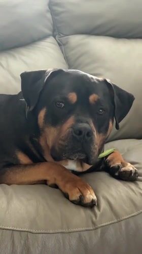 Rottweiler lounges on grey leather couch, tilting head at camera.