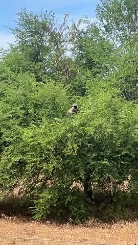 A monkey is sitting on a tree branch. The monkey is facing to the left, and is sitting up. The tree is green and leafy. The sky is blue and cloudy. The ground is dry and brown.