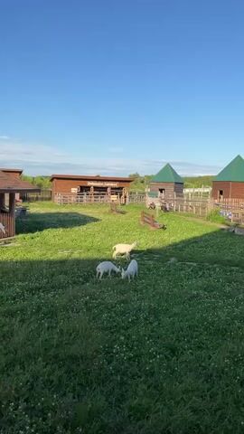 This is a vertical video of a farmyard on a sunny day. Three white goats are grazing in a grassy area with small white flowers. Behind the goats, there are several wooden structures, including a long, low building with a sign that appears to say "Бабушкин Сеновал" (Babushkin Senoval), which translates to "Grandmother's Hayloft." Further back are two taller, rustic wooden buildings with green, pyramidal roofs. A wooden fence encloses the farmyard. The sky is a clear, bright blue. The scene appears peaceful and idyllic, likely set in the late afternoon or early evening given the warm sunlight. The location is identified as Vybolovo, Russia.