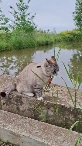 A cat sits on a concrete structure near a body of water. The cat is a light brown tabby with white paws and chest. It is wearing a red collar with a bell. The cat is shown nibbling on some tall green grass. The environment is outdoors with trees and vegetation in the background. The sky appears overcast. The video transitions to show the cat looking directly at the camera, then returning to nibbling the grass and finally walking forward along the concrete.