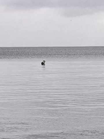 The video shows a grayscale footage of a body of water, likely a lake or calm sea, under an overcast sky. The water is relatively still with subtle ripples. In the distance, a single black swan is visible on the water, its neck curved. As the video progresses, the swan remains in its position. Then, another swan appears further away to the left of the initial swan. Subsequently, the first swan moves slightly. The video captures the serene movement of the swans on the vast expanse of water.
