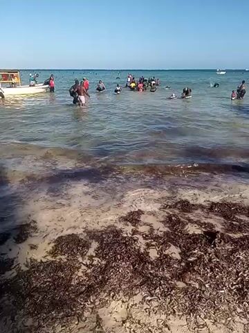 The video shows a beach scene with numerous people in the water. The water is shallow, and some people are wading, while others are swimming or playing. A small boat is visible to the left side of the frame with several people on board or near it. The beach foreground is covered with dark seaweed. The sky is clear and blue.