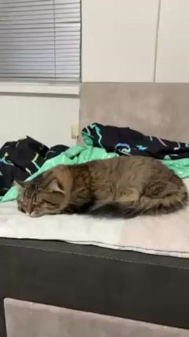 The video shows two cats resting on a couch covered with a white and gray patterned mat and a green blanket with black, purple, and blue designs. The first cat, a tabby, lies curled up on the left side of the couch. To its right, a gray cat is stretched out, also resting. The couch has a dark gray base and a lighter gray back. In the background, there's a window with closed blinds and a plain white wall. The camera pans slightly to the right, focusing on the two cats resting.