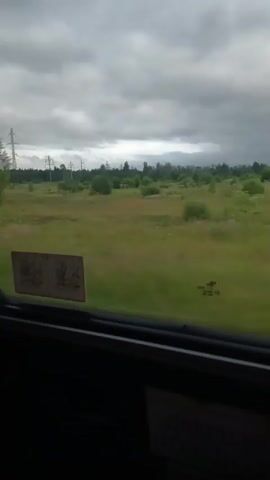 A short video clip shows a view from inside a train as it moves through a rural landscape. The window of the train is visible, with some stickers on it, including two depicting seated figures with luggage. Outside the window, a flat, grassy field with scattered trees and bushes is visible under a cloudy sky. In the distance, power lines and poles can be seen. The landscape appears to be moving past the train, indicating motion. The overall impression is of a journey through a green, somewhat overcast environment.