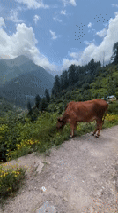 Mountain road life in Tosh: cows, cars, and a natural spring