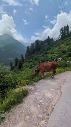 The video shows a brown cow grazing on the side of a dirt road. The cow is facing left and appears to be eating grass. In the background, there are mountains, trees, and a cloudy sky. The environment appears to be a rural, mountainous area. The video is shot from a slightly low angle, looking up at the cow and the landscape. There are no other people or animals visible in the frame. The cow has a yellow tag on its ear.
