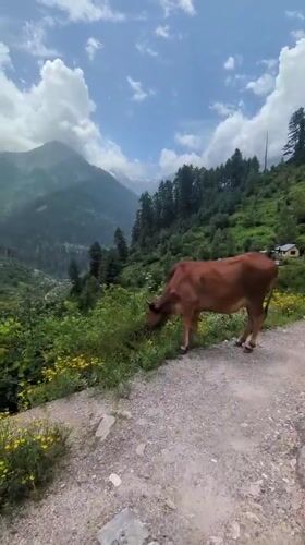 Mountain road life in Tosh: cows, cars, and a natural spring