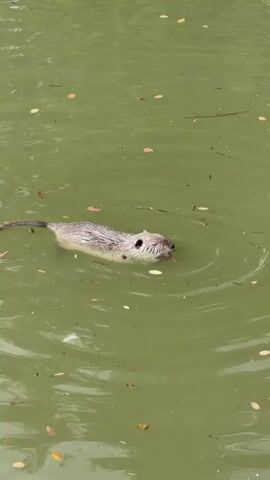 A coypu swims in murky green water. The coypu is brown and white, with a long tail. Leaves and debris float on the surface of the water.