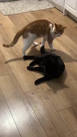 The video shows two cats on a wooden floor. One cat is black and lying on its back, with its paws in the air. The other cat is orange and white and is standing over the black cat, looking down at it. The orange and white cat then gently bats at the black cat with its paw, and the black cat rolls over and stands up. The two cats then appear to interact playfully. The environment appears to be a kitchen, with a white washing machine and cabinets visible in the background.