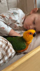 Pet parrot visits sleeping child in Khimki home