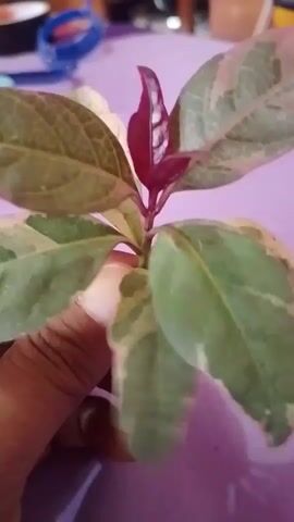 A person's hand is holding a plant with green and pink variegated leaves. The plant has red new growth at the top. The background is blurred and appears to be a purple surface.