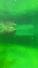 Visitors document marine life at Izhevsk aquarium facility