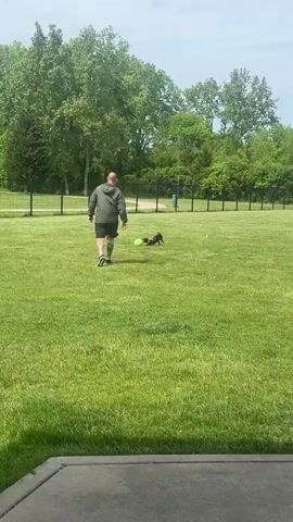 A medium shot shows a man and a small black dog in a grassy, fenced-in area, likely a dog park. The man, seen from the back, wears a dark hooded jacket and dark shorts. He is walking away from the camera. A small black dog with short legs runs towards him, a green ball between its front paws. The grass is green, lush, and neatly cut. A dark, partially visible sidewalk or patio is at the bottom of the frame. Beyond the fence, a line of green trees forms a backdrop. The sky is slightly overcast. The man stops and bends slightly as the dog approaches him with the ball.