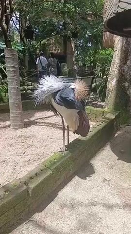 A crowned crane is standing on a moss-covered concrete ledge in an enclosure with sandy ground. The bird has gray and brown plumage, and a distinctive crown of spiky feathers on its head. In the background, several people are walking on a raised walkway surrounded by lush greenery and trees. The enclosure appears to be part of a zoo or wildlife park. The camera is positioned at a medium distance, capturing the bird in the foreground and the background activity. The lighting suggests it is daytime, with sunlight filtering through the trees.