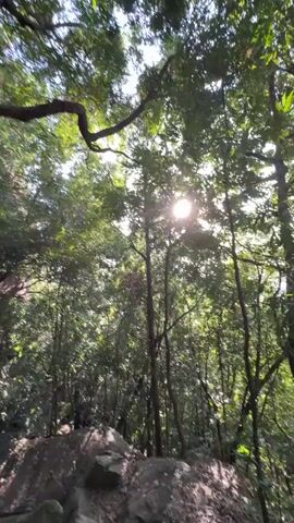 The camera moves quickly through a forest, focusing on the green canopy and slender tree trunks. Sunlight streams through the leaves. The ground is visible with rocks and fallen leaves. There are no people visible in the frame.