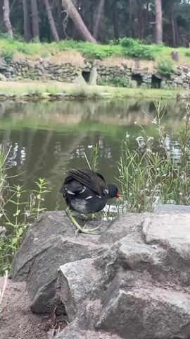 A moorhen stands on a rock by the edge of a pond. The bird is dark brown with white markings on its wings. It has a red beak and red markings around its eyes. The pond reflects the trees and sky. In the background, there is a stone wall and vegetation.