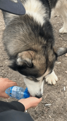 Person gives thirsty husky water from bottle in Plovdiv