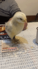 Yellow chick photographed with Cyrillic label on table